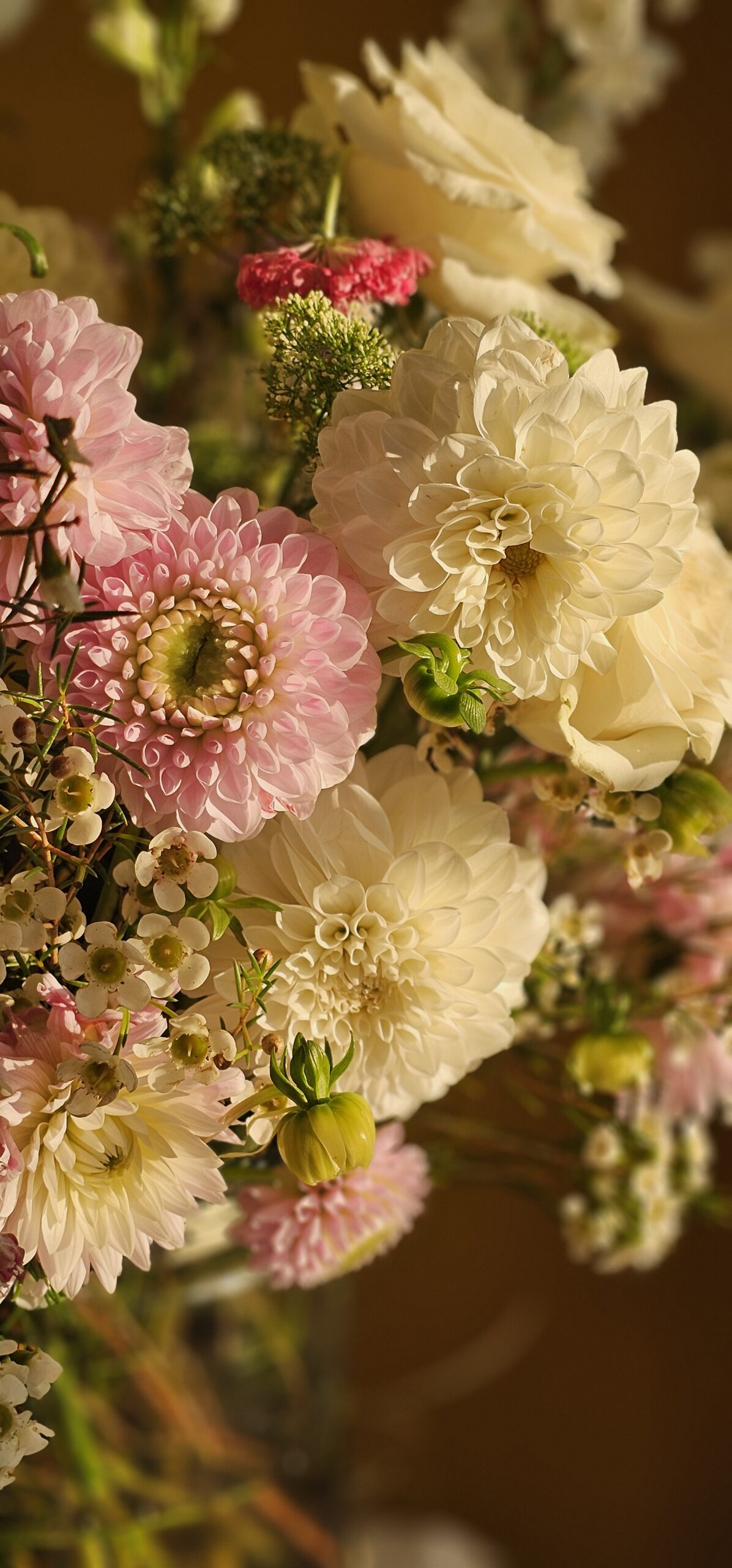 Soft pastels dahlias